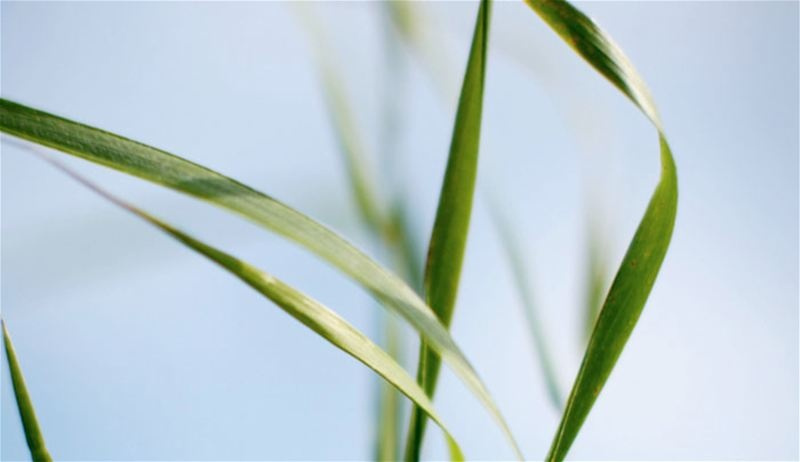 Klippo Pro 21 SH Classic Mäher